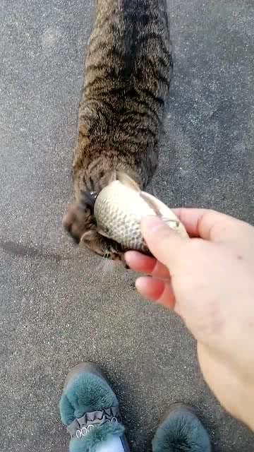 小猫爱吃鱼,看把它馋的 