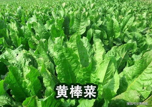 棒棒菜的种植方法和时间图片, 棒棒