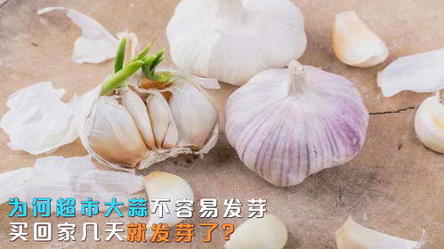 大蒜为什么容易发芽？