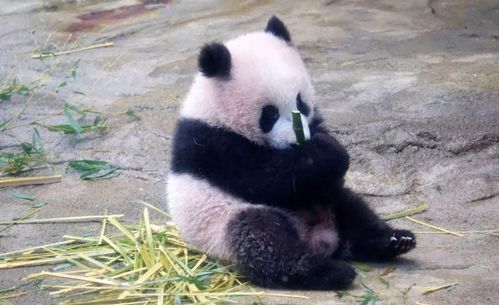 大熊猫如在日本诞生,就不是我国的了 大熊猫 你养不起我