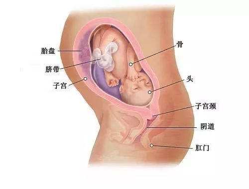 揭秘怀孕十月怀胎发育全过程,每个宝宝都是幸福的种子