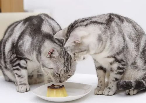 猫咪每天到底该吃多少 拒绝自助餐式喂养,喂猫也有公式