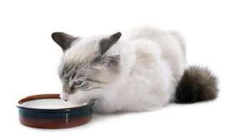 猫咪能喝人喝的奶粉么,一个月大的猫该怎么吃奶粉呢