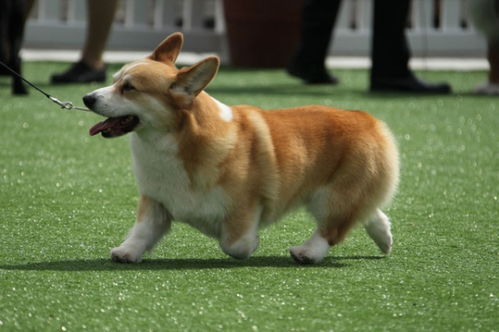 这是什么品种的狗狗,他的体型会一直这么大吗 