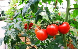 西红柿栽培管理技术,如何使西红柿高产,西红柿习性和种植方法