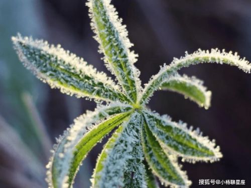 12月,事业旺盛,天赐大吉兆,财神赐财,一生富贵无忧的星座