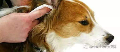 宠物狗狗耳道有异味如何护理 
