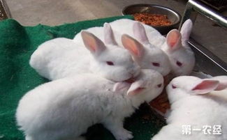 秋季怎样养殖兔子 秋季兔子该如何管理