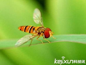 果蝇泛滥成灾 果蝇是害虫还是益虫