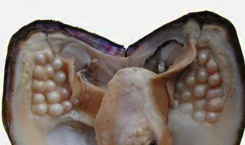 珍珠蚌可以吃吗(珍珠蚌好吃吗)