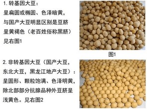 什么叫转基因？转基因大豆是什么意思？