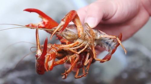 为什么小龙虾的寿命能比人还长,能活到100岁,原来秘密在这 