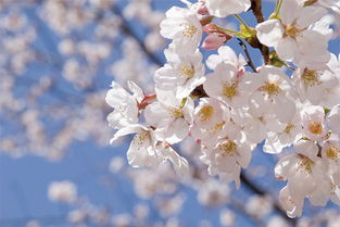 樱花有香味吗,描写樱花颜色和气味的语句