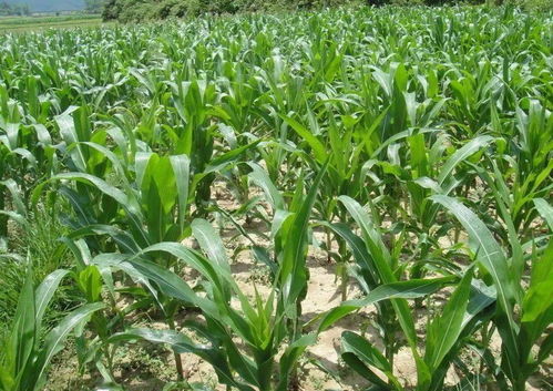 玉米草害防治技术方法