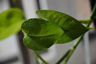 芸香科金橘属包括哪些树（芸香科分属）