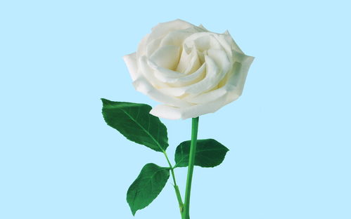 白玫瑰的花语是啥呀,黑玫瑰和白玫瑰的花语分别是什么？