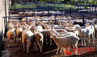 念活 养羊经 拓宽致富路 武威市民勤县肉羊产业发展纪实