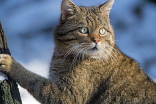 家有小猫咪 小猫清理耳螨后耳朵痒老是挠耳朵,猫咪耳朵上有结痂