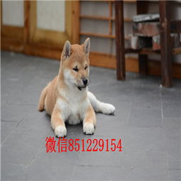 柴犬币未来能涨到一元吗视频最新,共生币会涨吗？