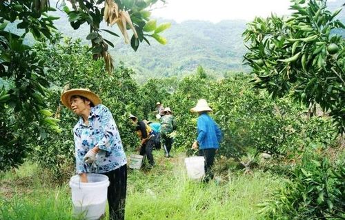 苹果树开春第一次追肥,追施什么肥产量高品质好,苹果树春季施肥方法