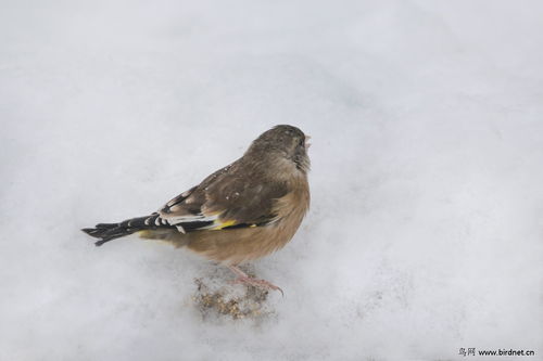 有鸟有故事 冰雪世界,黄雀与麻雀的领地之争 