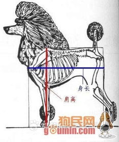 家里泰迪犬两个月了,总感觉腿短身子长,以后它腿还能变长吗 