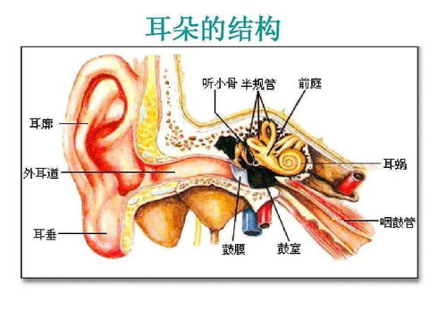 掏耳勺能碰到耳膜吗