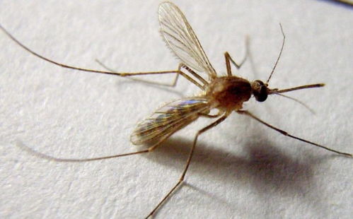 哪来的这么多蚊子 俄罗斯出现 蚊子龙卷风 ,几百万只太壮观了