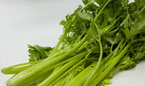 为什么吃芹菜时,只吃芹菜茎不吃芹菜叶 吃芹菜叶有哪些好处