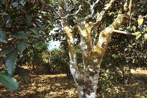 生茶张谈普洱古树茶保护问题 处处都是普洱古树茶的今天,消费者要不要跟风