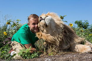 这里的狮子友好如大猫 喜欢拥抱人类 