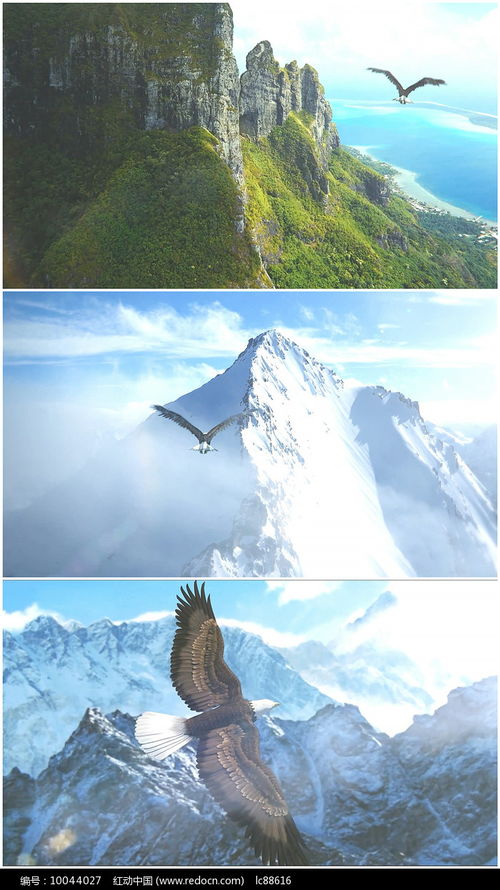 雄鹰飞过峡谷高山雪山视频