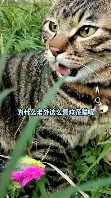 狸花猫是我们中国猫的代表 