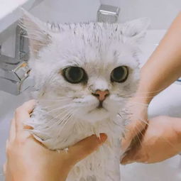 给猫洗澡是什么体验 如何正确的给猫洗澡 哈哈哈哈哈哈