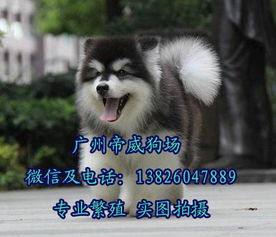 广州在哪有正规狗场,广州买阿拉斯加价格,阿拉斯加犬舍