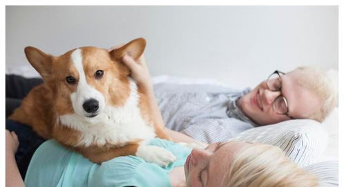 为什么狗狗喜欢躺在你身边 第5个原因,让人觉得暖心
