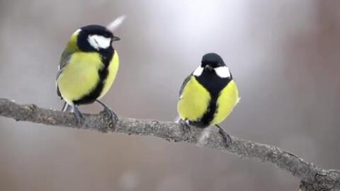 难得拍到黄鹂鸟的两种叫声,宛转悠扬美妙的叫声,真好听
