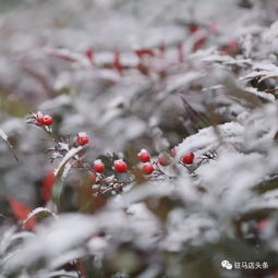 雪下了一夜后,驻马店今天变成了这样...不过让人崩溃的是