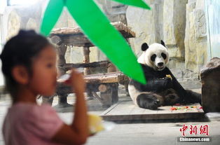 济南动物园大熊猫喜过6岁生日 