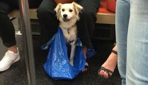 禁止带狗,除非包里塞得下,纽约地铁上出现感人的一幕... ...