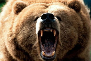 270斤的熊当宠物养,每日同桌进餐 是在下输了
