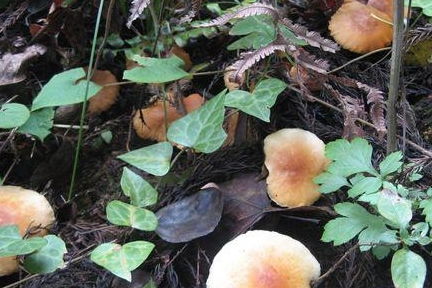 千万别乱吃 贵阳附近山林里,这些蘑菇含有剧毒 有人已食用