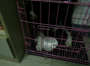 阿拉斯加自己会打开笼子 每次上班的时候我把他关好在笼子里的,第一次以为自己没关好被他跑出来了,今天 