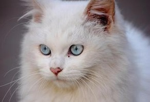 蓝眼白猫 