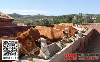 望奎县多举措做好肉牛基础母牛扩群工作