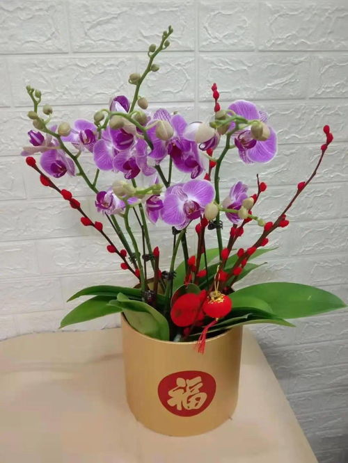 买年花年桔,就来怀集爱花坊,1元起,蝴蝶兰 福桶样样齐