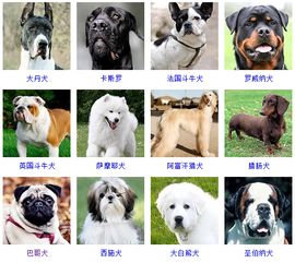 狗狗种类,多种犬种:认识不同的品种。