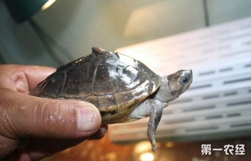 斯密斯棱背龟 东南亚最神秘的棱背龟