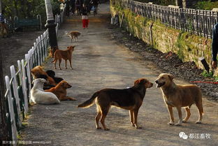 狂犬病预防知识宣传 三