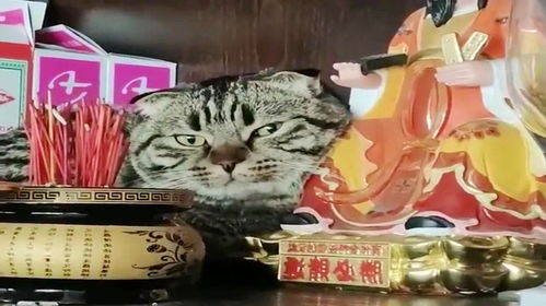 狸花猫 看什么看,我在帮你召唤财神爷呢 谁叫我是招财猫呢